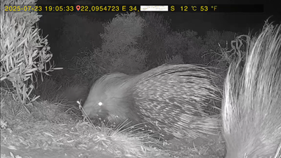 A closer look at Dana Bay wildlife