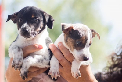 Fun run for shelter animals