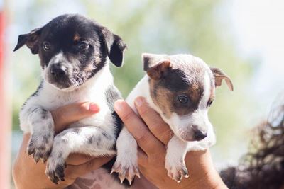 Fun run for shelter animals