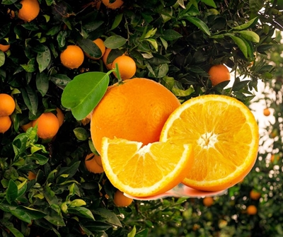 SA citrus exports hit record 203 million cartons in 2025