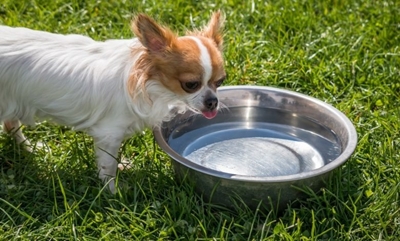 Pet diabetes: What you need to know