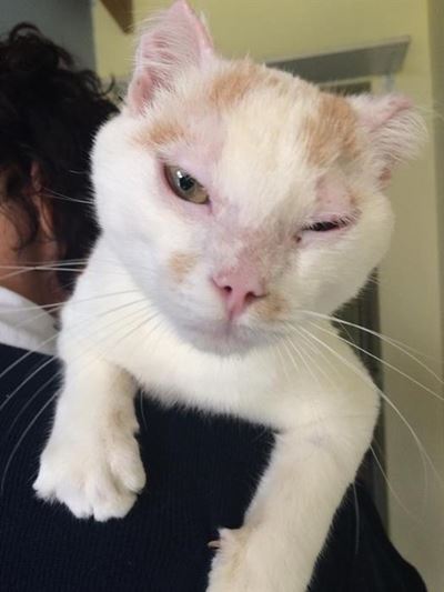 Gingie is ready for a new home