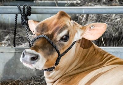 Cow escapes slaughter, kills elderly woman