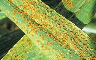 Wheat producers, treat fungicides with caution!