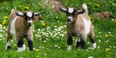 Joint venture aims to improve Eastern Cape veld goat industry