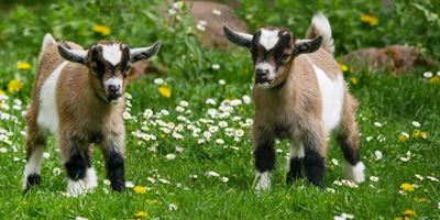 Joint venture aims to improve Eastern Cape veld goat industry