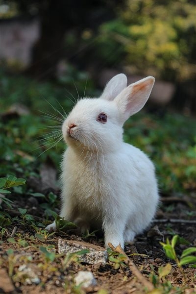 RHD threatens rabbits in Garden Route