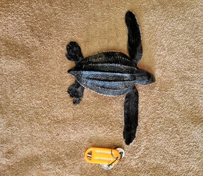 Look out for turtle hatchlings