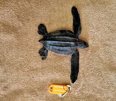 Look out for turtle hatchlings