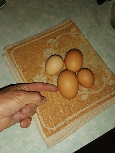 Dié hoender kan lê