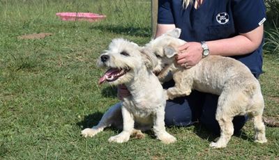 Kleintjie, Whitey ready for adoption