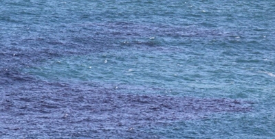 Possible Red tide sweeps in 