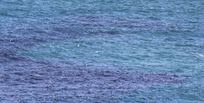 Possible Red tide sweeps in 