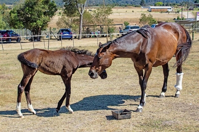 Horses trotting along to recovery