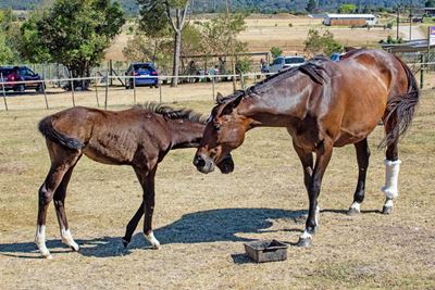 Horses trotting along to recovery
