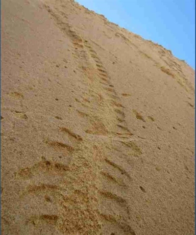 Fossil tracks along Garden Route