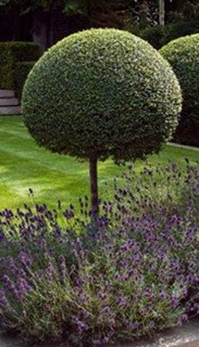 Missing: two lollipop trees, seven spekboom plants