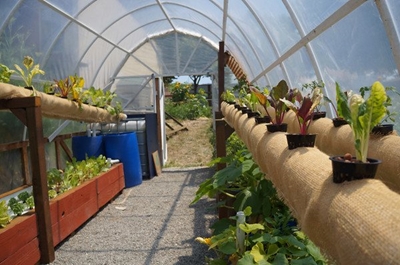 Realising a dream with urban aquaponic farming
