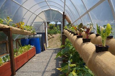 Realising a dream with urban aquaponic farming