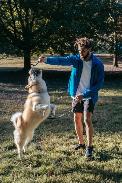 My dog is dominating us; what can I do?
