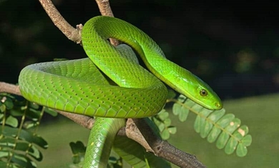 Elderly KZN resident hospitalised following green mamba bite