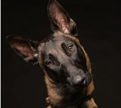 Missing search-and-rescue K9’s body found in Pretoria
