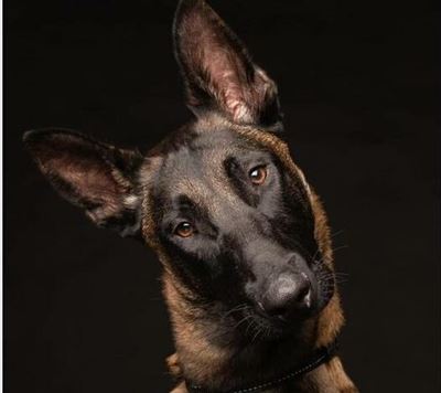 Missing search-and-rescue K9’s body found in Pretoria