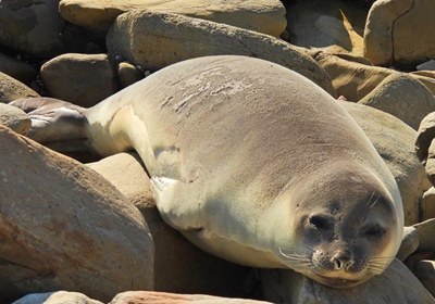Marine Month celebration at museum tomorrow night