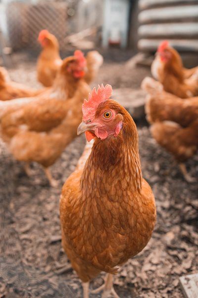 Wesgro hails mega deal to export chicken feet to China