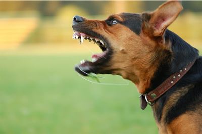 Territorial aggression in dogs