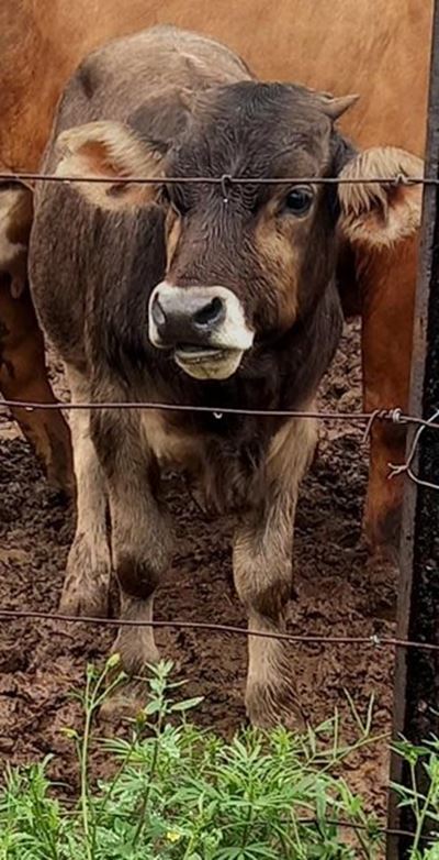 Wat briek 'n boer
