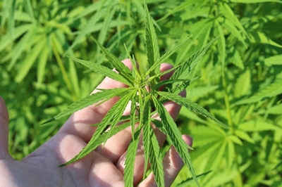 Dagga did-you-knows
