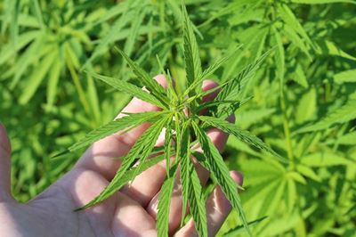 Dagga did-you-knows