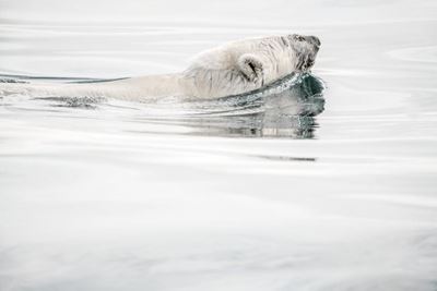 Arctic sea ice melting faster than forecast
