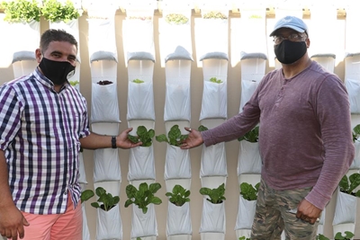 First harvest from urban farm project