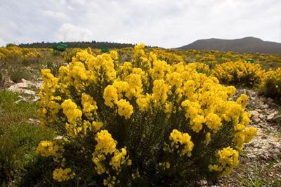 Khoi and San communities to profit from the Rooibos and Honeybush industries