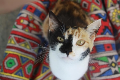 Adopt a furry friend from the SPCA