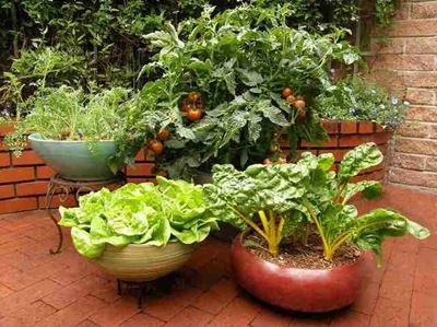 Grow your veggies from your balcony