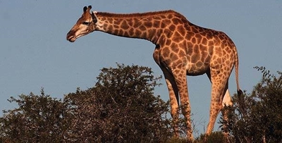 Mother and child critical after being trampled by giraffe
