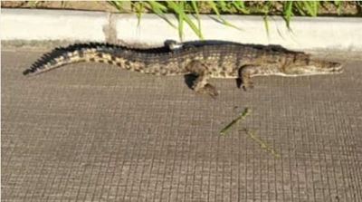 1.4m Nile crocodile spotted ‘hitchhiking’ on the N2