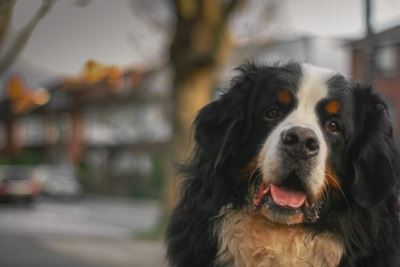 How to get rid of pet hair around your home