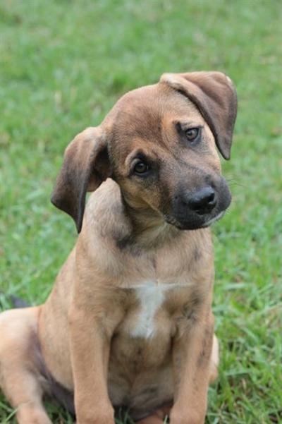 Puppies at Odin