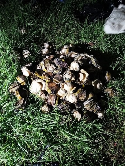 10 arrested for abalone poaching 