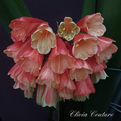 Clivia-interspesieskou 6 Augustus
