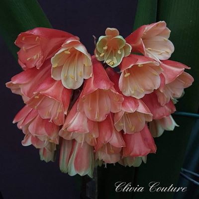 Clivia-interspesieskou 6 Augustus