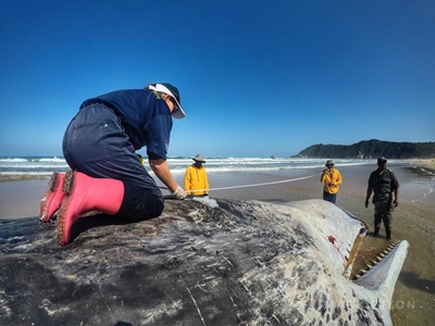 Washed up sperm whale offers unique opportunity for scientists
