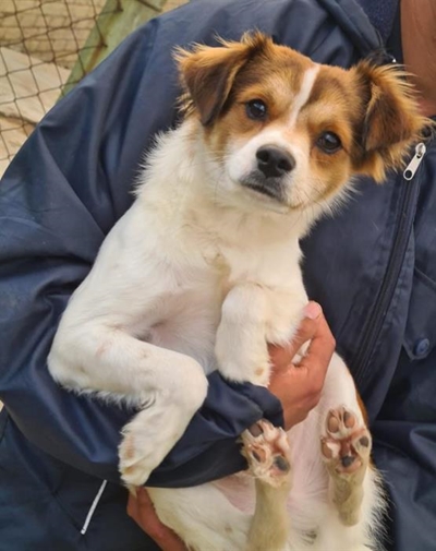 Get your perfect partner from the SPCA