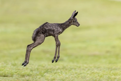 And the springbok's name is Siya