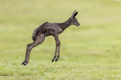 And the springbok's name is Siya