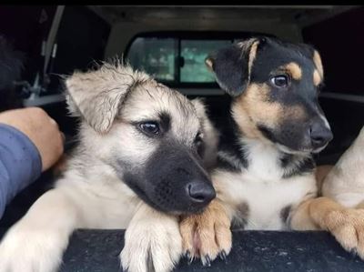 Dogs available at Odin
